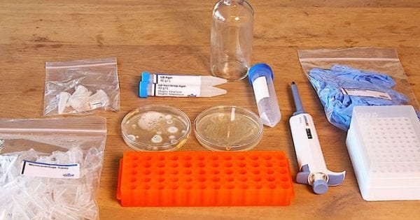 CRISPR test kit