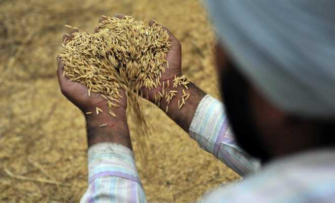 Indian farmers