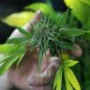 India Sides With UN Over Cannabis