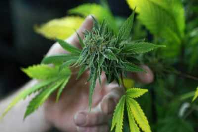 India Sides With UN Over Cannabis