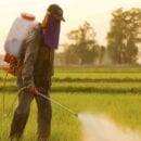 india pesticides