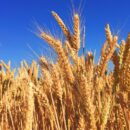 indian wheat exports could quadruple due to mass production making it a lucrative crop for asian buyers