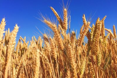 indian wheat exports could quadruple due to mass production making it a lucrative crop for asian buyers