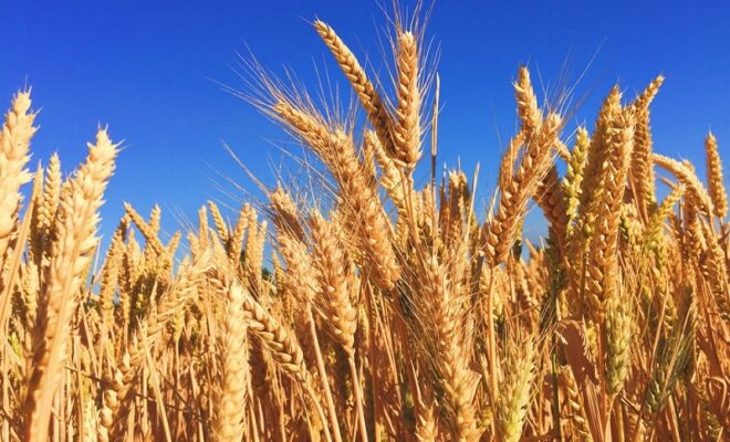 indian wheat exports could quadruple due to mass production making it a lucrative crop for asian buyers