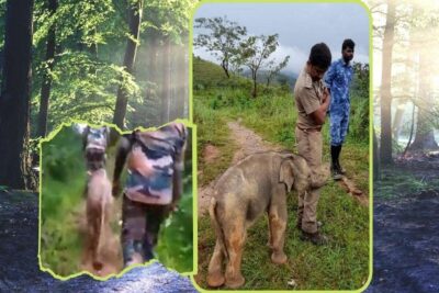 tamil nadu pic of elephant baby hugging the forest officer after reuniting with mother goes viral