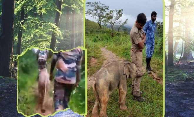 tamil nadu pic of elephant baby hugging the forest officer after reuniting with mother goes viral