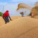 india goes out to provide wheat to afghanistan