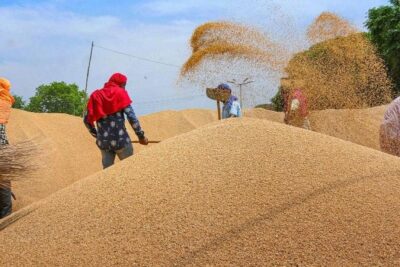 india goes out to provide wheat to afghanistan