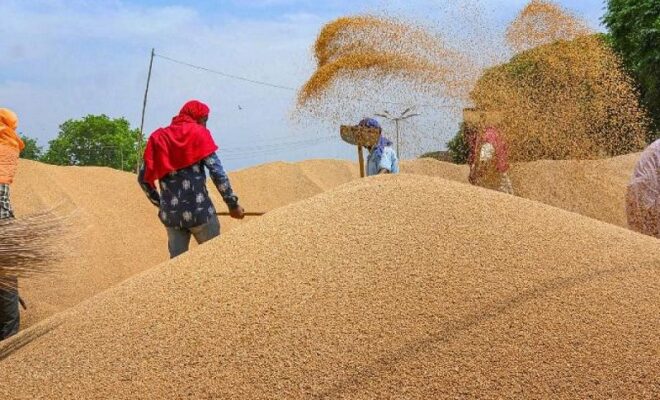 india goes out to provide wheat to afghanistan