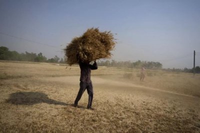 wheat ban brings down prices in india but pushes them up worldwide
