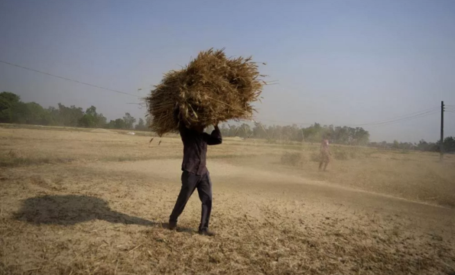 wheat ban brings down prices in india but pushes them up worldwide
