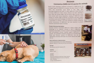 anocovax india launches vaccine to keep animals covid free