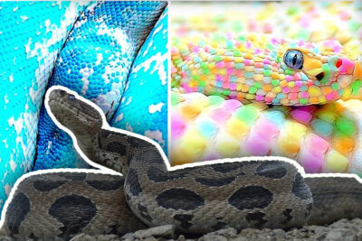 world snake day 2022 only 50 snakes are poisonous out of 270