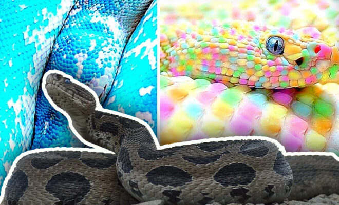 world snake day 2022 only 50 snakes are poisonous out of 270