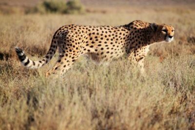 cheetah project reintroduction of cheetah in india after 75 years