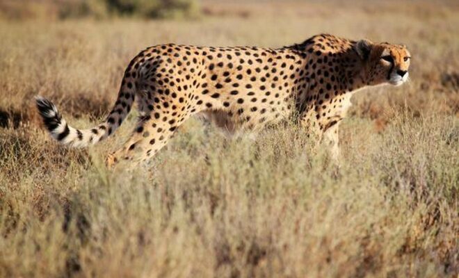 cheetah project reintroduction of cheetah in india after 75 years