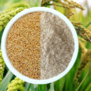 what are the benefits of eating millets instead of rice