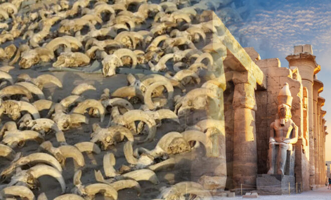 2,000 mummified sheep heads unearthed at ancient egypt temple