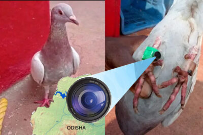 suspected spy pigeon with camera fitted on leg caught by fishermen in odisha