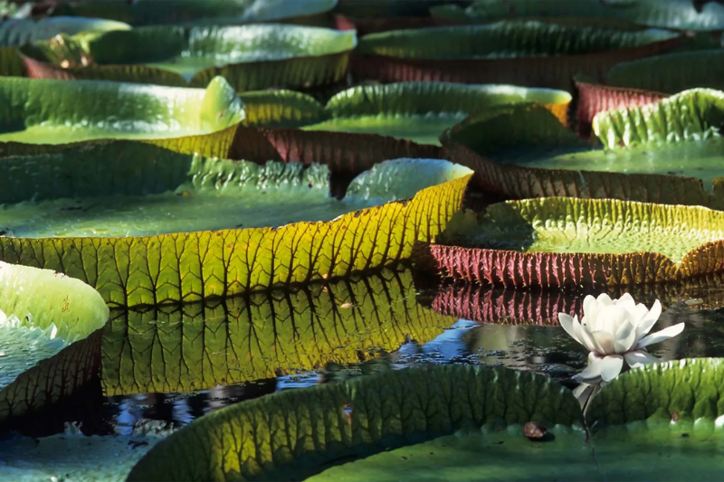 amazon water lily