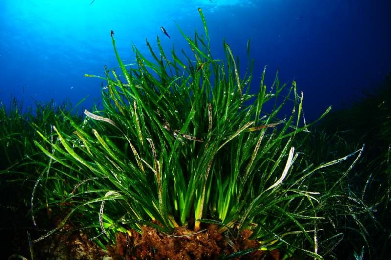 neptune grass posidonia oceanic