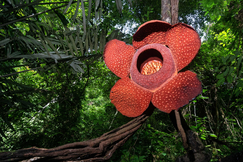 rafflesia arnoldii corpse flower