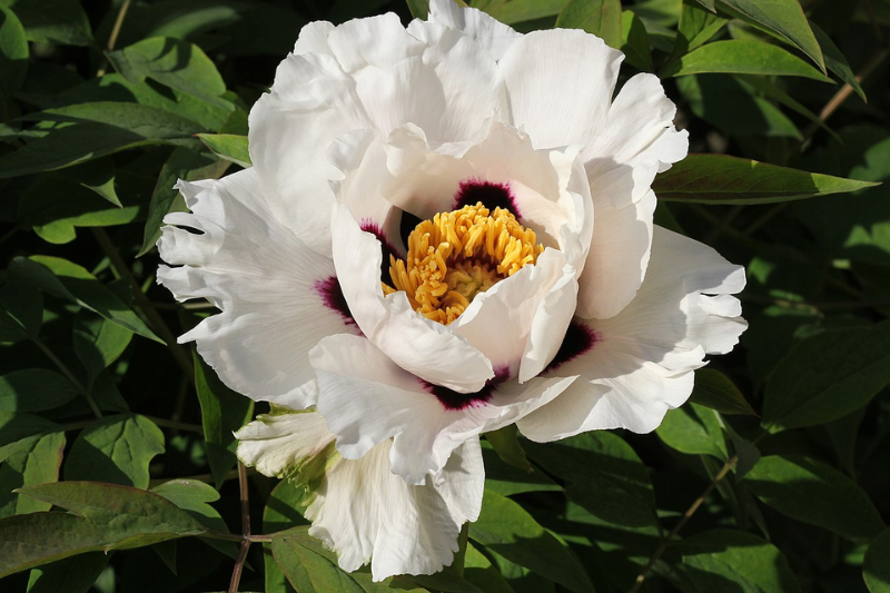 tree peony