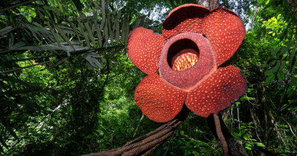 biggest flowers in the world