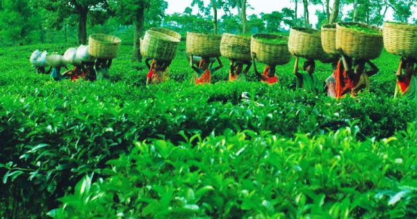 tripura plans to brand its tea as a 'national identity'