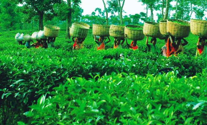 tripura plans to brand its tea as a 'national identity'