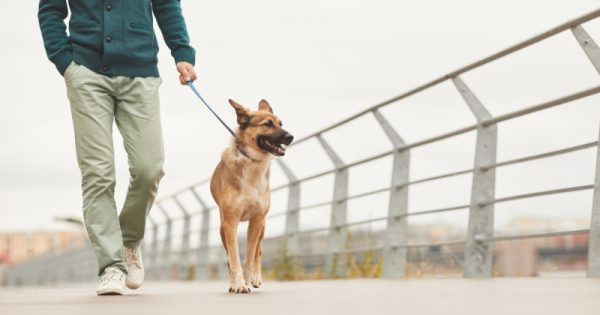 here's how having a dog can benefit your mental health