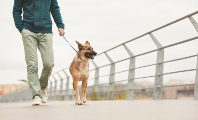 here's how having a dog can benefit your mental health