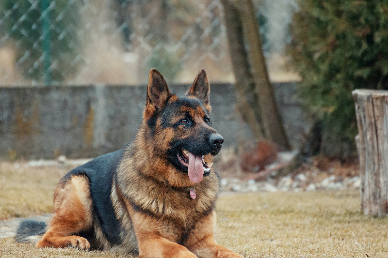 most potentially dangerous dogs in india 4