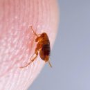 a detailed knowledge of how to get rid of fleas