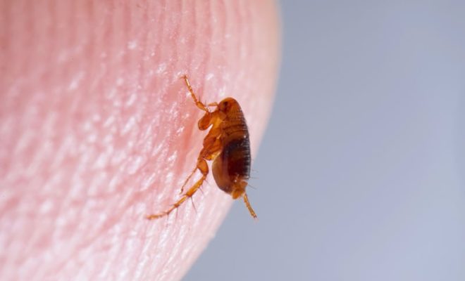 a detailed knowledge of how to get rid of fleas