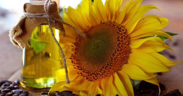sunflower oil