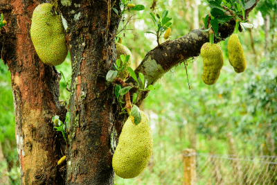 jackfruit triggers false alcohol