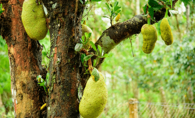 jackfruit triggers false alcohol