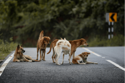 india’s stray dog dilemma