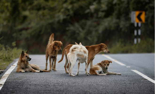 india’s stray dog dilemma