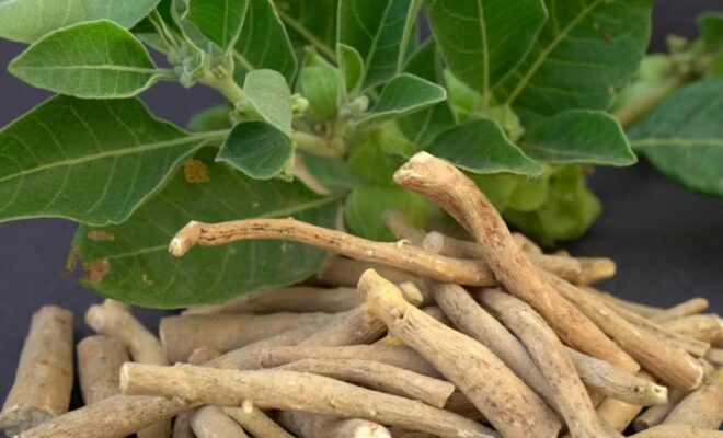 benefits of traditional Indian spices