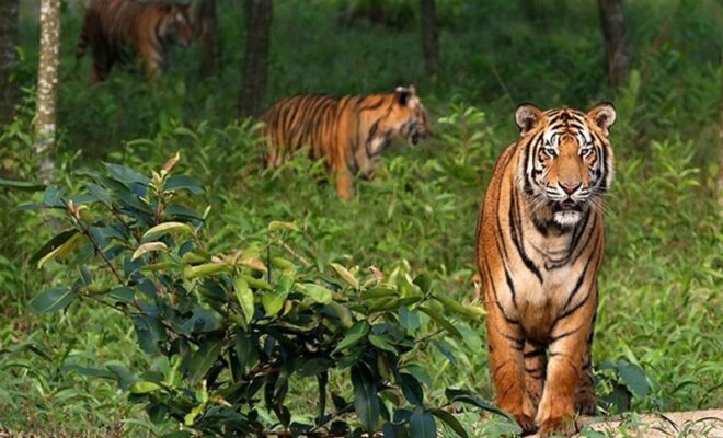 Tiger safari in India in December