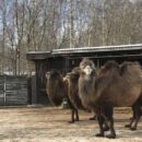 Bactrian Camel