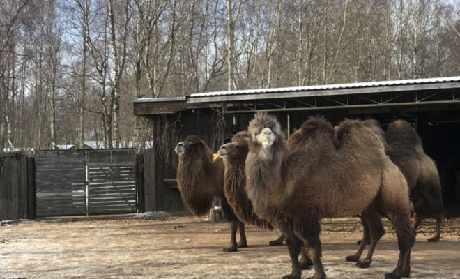Bactrian Camel
