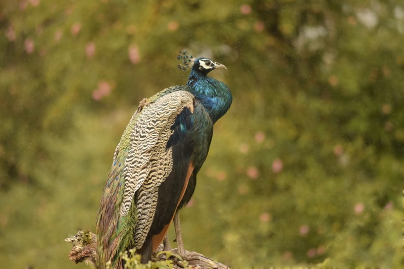 best wildlife retreats in india