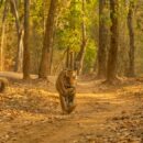 best wildlife retreats in india
