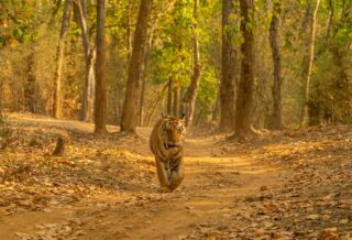 best wildlife retreats in india