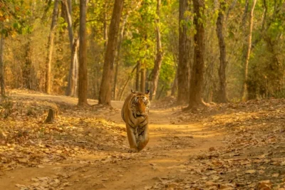 best wildlife retreats in india