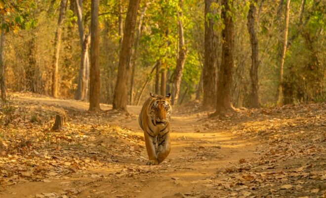 best wildlife retreats in india