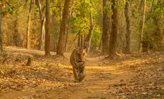 best wildlife retreats in india